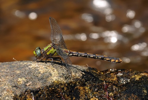 Female
2011_05_30_Rabun